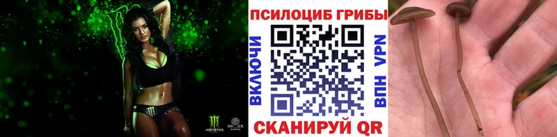 Галлюциногенные грибы Psilocybe  Тырныауз 